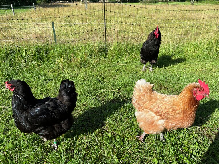 Hühner Hof Zwischenmeer